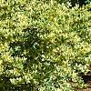 Ligustrum japonicum 'Jack Frost', habit