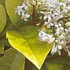 Ligustrum x vicaryi, flowers