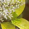 Ligustrum x vicaryi, flowers
