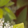 Ligustrum x vicaryi, flowers