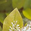Ligustrum x vicaryi, flowers