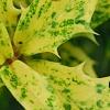 Osmanthus heterophyllus 'Goshiki', leaves