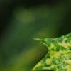 Osmanthus heterophyllus 'Goshiki', leaves