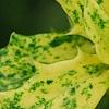 Osmanthus heterophyllus 'Goshiki', leaves