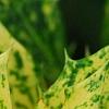 Osmanthus heterophyllus 'Goshiki', leaves