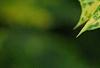 Osmanthus heterophyllus 'Goshiki', leaves