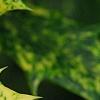 Osmanthus heterophyllus 'Goshiki', leaves