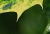 Osmanthus heterophyllus 'Goshiki', leaves