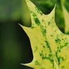 Osmanthus heterophyllus 'Goshiki', leaves