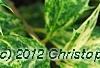 Osmanthus heterophyllus 'Goshiki', leaves