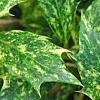 Osmanthus heterophyllus 'Goshiki', leaves
