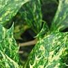 Osmanthus heterophyllus 'Goshiki', leaves