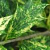 Osmanthus heterophyllus 'Goshiki', leaves