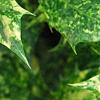 Osmanthus heterophyllus 'Goshiki', leaves