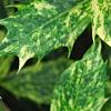 Osmanthus heterophyllus 'Goshiki', leaves