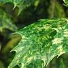 Osmanthus heterophyllus 'Goshiki', leaves