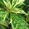 Osmanthus heterophyllus 'Goshiki', leaves
