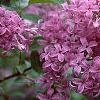Syringa oblata, flowers
