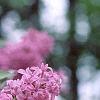 Syringa oblata, flowers