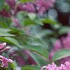 Syringa oblata, flowers