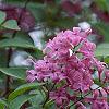 Syringa oblata, flowers