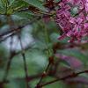 Syringa oblata, flowers