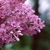 Syringa oblata, flowers