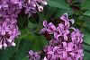 Syringa oblata, flowers