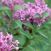 Syringa oblata, flowers