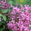 Syringa oblata, flowers