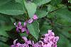Syringa oblata, flowers