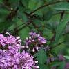 Syringa oblata, flowers