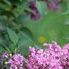 Syringa oblata, flowers