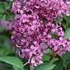 Syringa oblata, flowers