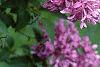 Syringa oblata, flowers