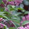 Syringa oblata, flowers
