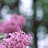 Syringa oblata, flowers