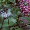 Syringa oblata, flowers