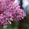 Syringa oblata, flowers