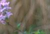 Syringa persica, flowers
