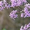 Syringa persica, flowers