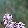 Syringa persica, flowers