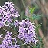 Syringa persica, flowers