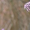 Syringa persica, flowers