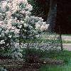Syringa x persica 'Alba', habit