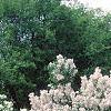 Syringa x persica 'Alba', habit