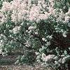 Syringa x persica 'Alba', habit