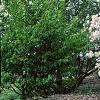 Syringa x persica 'Alba', habit