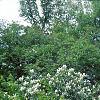 Syringa x persica 'Alba', habit