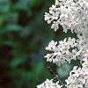 Syringa x persica 'Alba', flowers